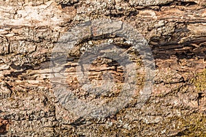 Texture of an old cracked tree that has undergone weathering