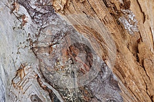 Texture of old cracked wood. Cracked surface of dry log material. Abstract hardwood. natural forest material