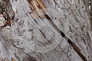 Texture of old cracked wood. Cracked surface of dry log material. Abstract hardwood. natural forest material