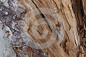 Texture of old cracked wood. Cracked surface of dry log material. Abstract hardwood. natural forest material