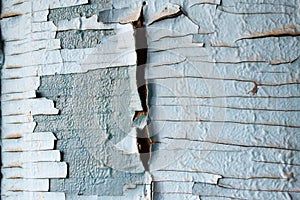 Texture of old cracked wood painted blue. Old, cracked paint in husk