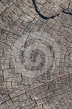 Texture of old cracked wooden surface, wood background