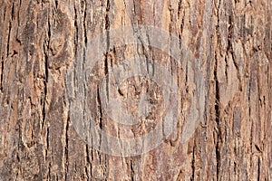 Texture of old cypress bark