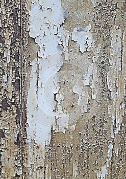 Texture of old damaged wood. Background of white cracked paint