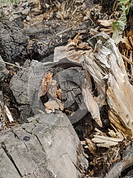 Texture of an old destroyed tree