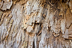 The texture of the old destroyed tree. Background for nature and plants