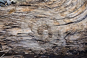 Texture of old driftwood, washed up by the sea