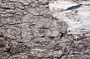 Texture of old driftwood, washed up by the sea