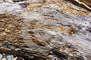 Texture of old driftwood, washed up by the sea