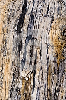 Texture of old driftwood, washed up by the sea