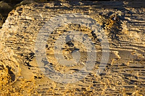 Texture of old driftwood, washed up by the sea