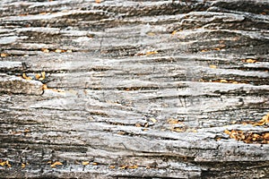 Texture of old dry bruch. Taken during autumn at Vicente Perez Rosales national park at Patagonia in  (CHILE