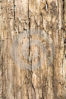 The texture of old dry weathered cracked wood, cracks along the fibers of logs, close-up abstract background