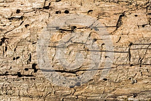 The texture of old dry weathered cracked wood, cracks along the fibers of logs, close-up abstract background