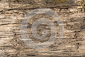 The texture of old dry weathered cracked wood, cracks along the fibers of logs, close-up abstract background