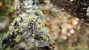 Texture of an old dying tree in autumn