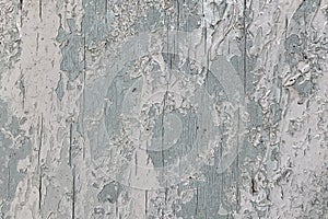 Texture of old light grey-blue wooden wall with cracking white paint