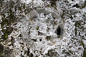 Texture of old limestone stone. photo