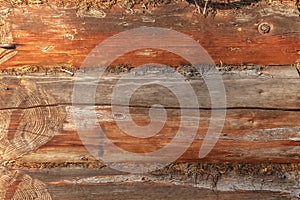 The texture of an old log house. The background of an old pine log house. Close-up the texture of an old rural house