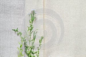 Texture of old and modern linen fabric and flowering flax