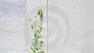 Texture of old and modern linen fabric and flowering flax