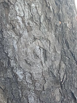 texture of old munggur tree