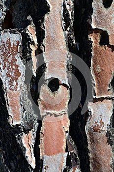 Texture of an old oak tree bark