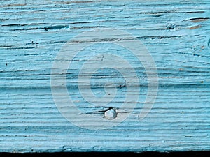 texture of old painted shabby rustic wooden fence made of planks, with rusty nails, grunge background