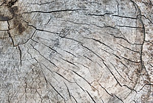 Texture of old perennial sawed wood