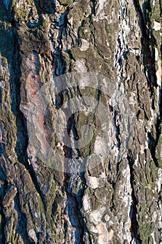 Texture of old pine bark