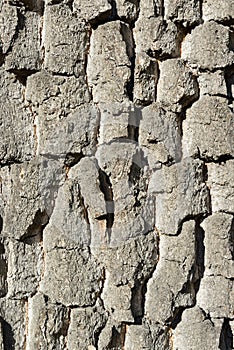 Texture of old pine bark