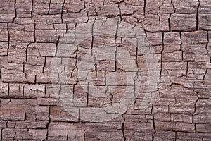 Texture of old pine bark tree