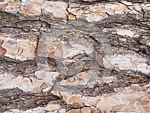 Texture of an old pine tree horizontally, close-up