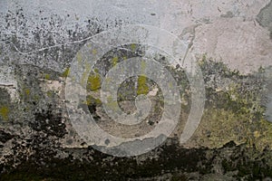 Texture of old plaster mossy lichen wall
