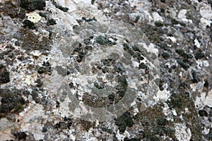 Texture of old rock with moss.