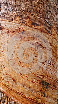 Texture old rubber bark.