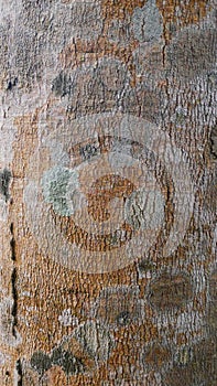 Texture old rubber bark.