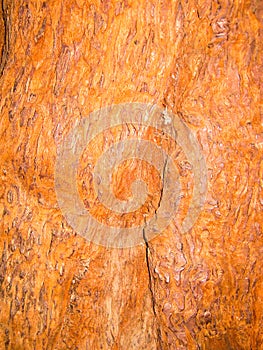 Texture of old sequoia
