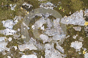 Texture of old stone wall covered green moss