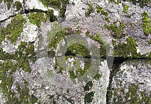 Texture of old stone wall covered green moss