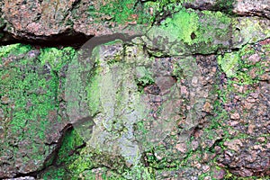 Texture of old stone wall covered with green moss close-up