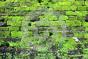Old wall covered green moss, Fort Rotterdam - Makassar - Indonesia photo