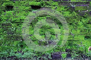 Texture of old stone wall covered green moss, Makassar - Indonesia