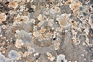 Texture of old stones photo