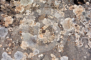 Texture of old stones photo