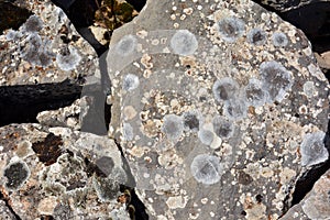 Texture of old stones photo