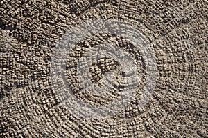 Texture of an old stump with abradede concentric year rings.