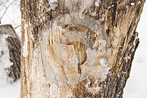 The texture of an old stump in snow and frost, on a white snow background