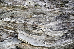 Texture of an old time-destroyed tree. Plant trunk