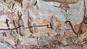 Texture of old tree bark with cracks